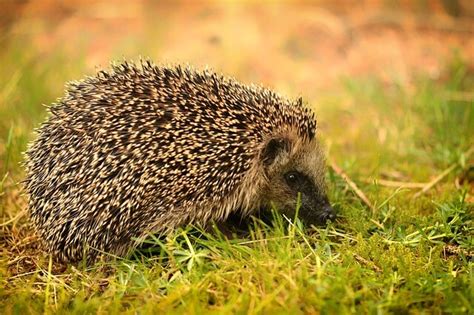 Osztozunk a kertünk kincsein – egy kezdő állattartó kalandjai.